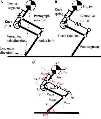 Frontiers | Series Elastic Behavior Of Biarticular Muscle-Tendon ...